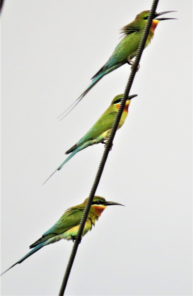 Blue-tailed Bee-eater - ML613212618