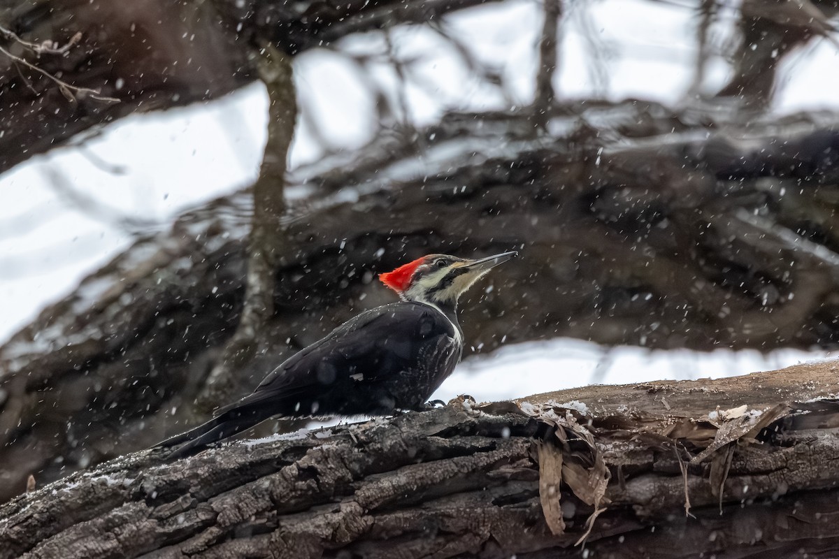 eBird Checklist 6 Jan 2024 Heritage Park (Oakland Co.) 21 species