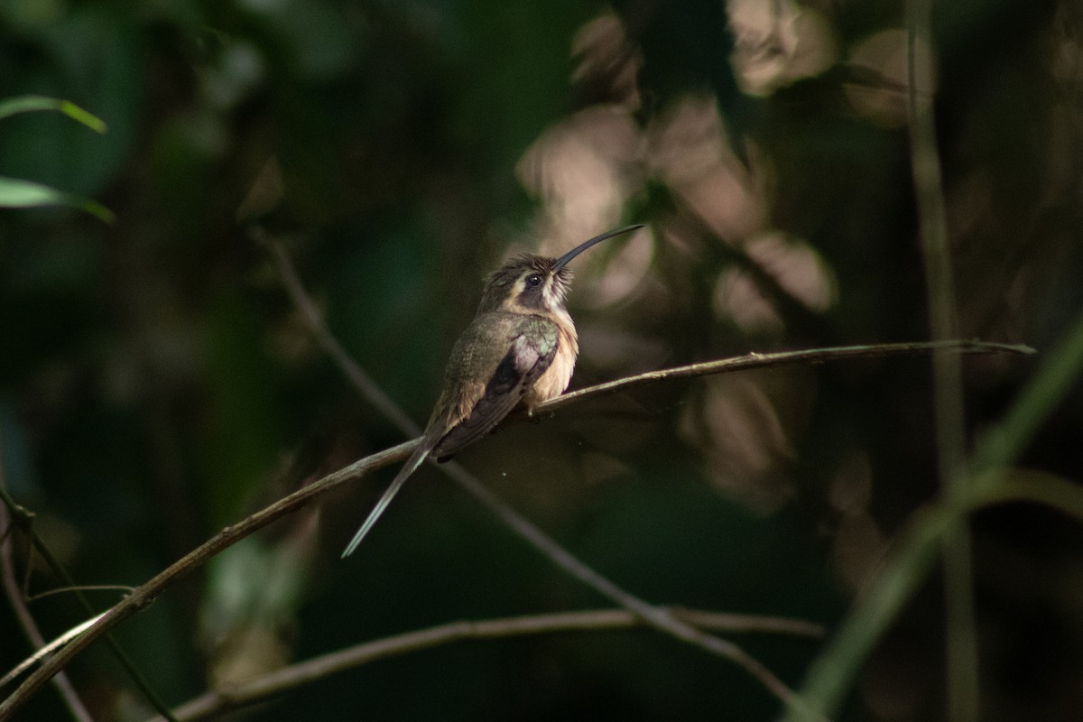 kolibřík temnohrdlý - ML613212929