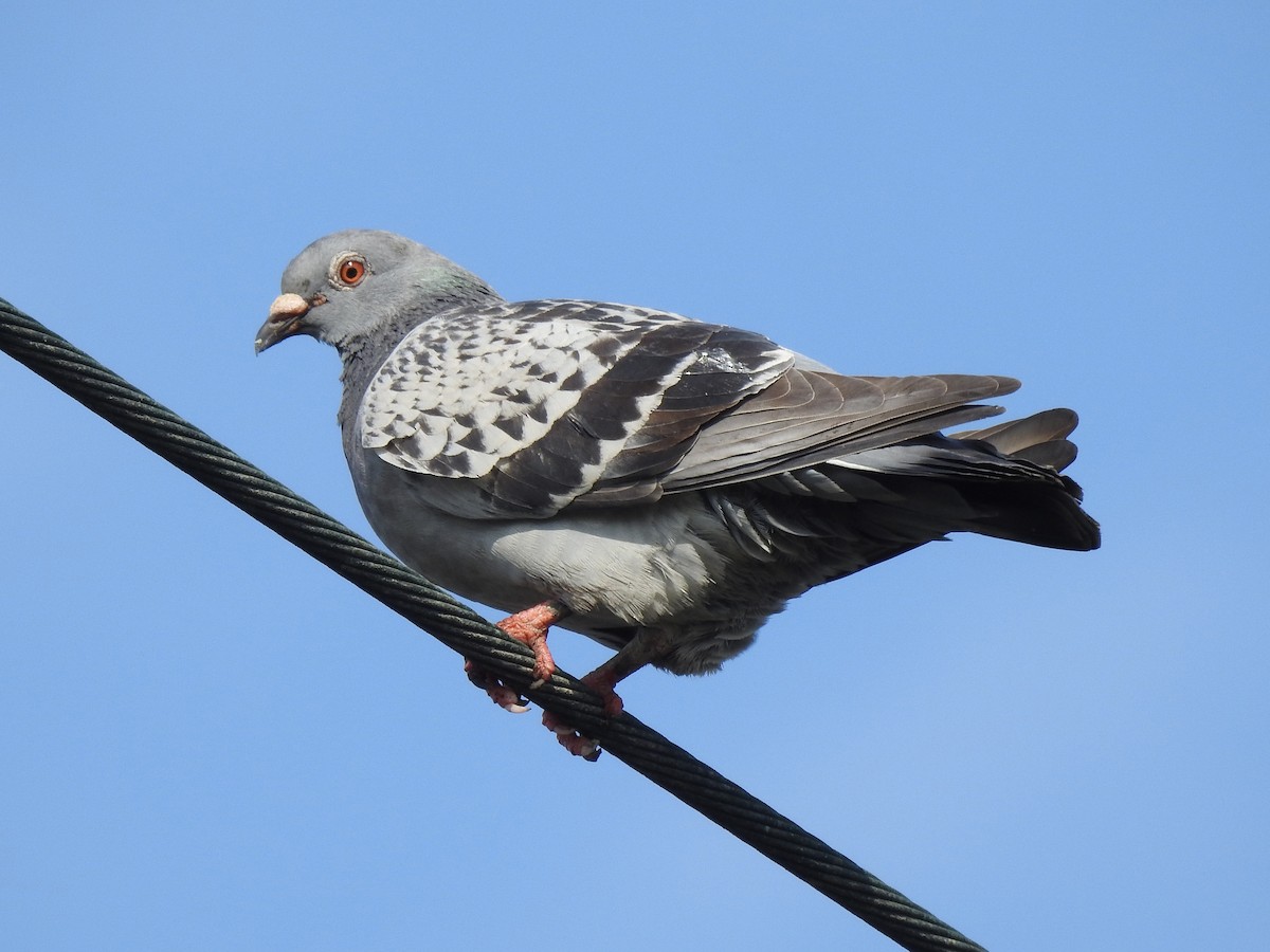 Pigeon biset (forme domestique) - ML613213091