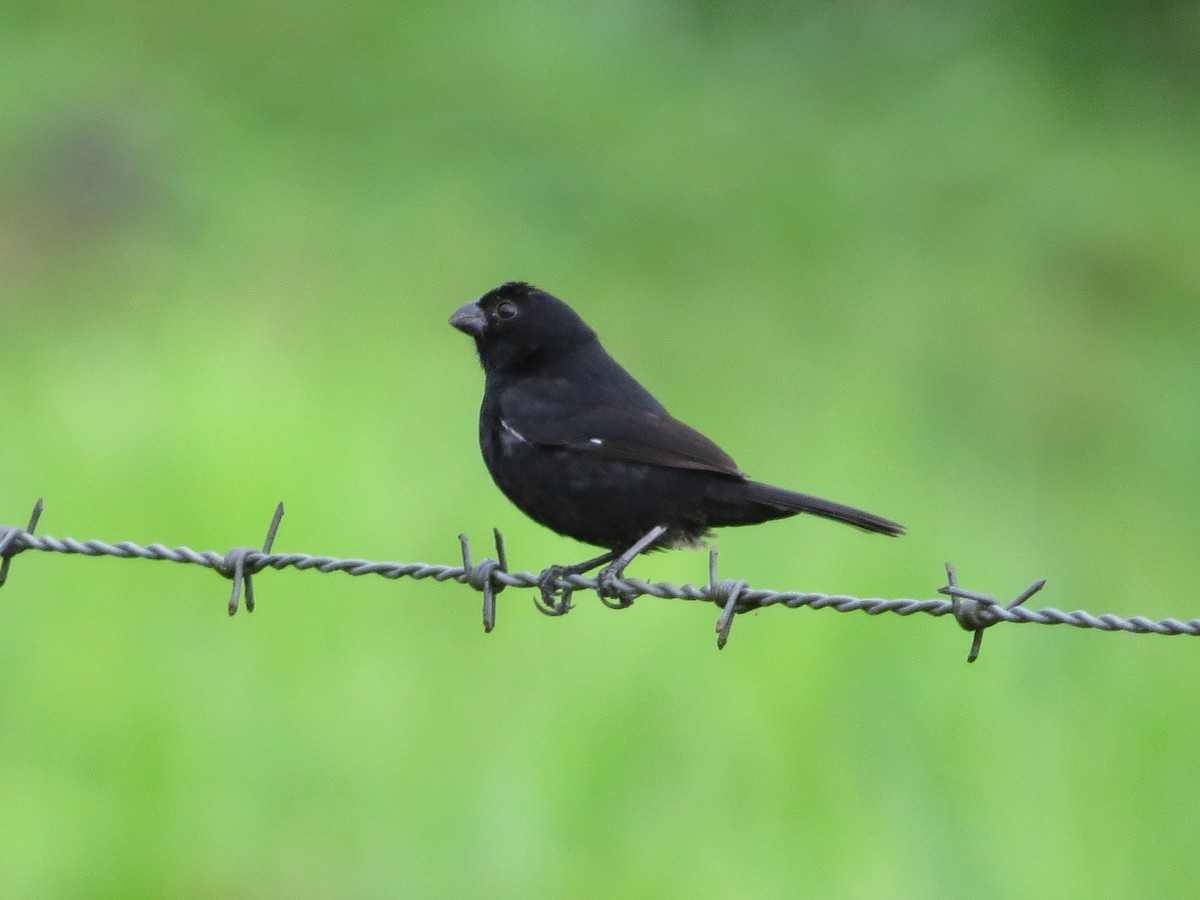 Variable Seedeater - ML61321321