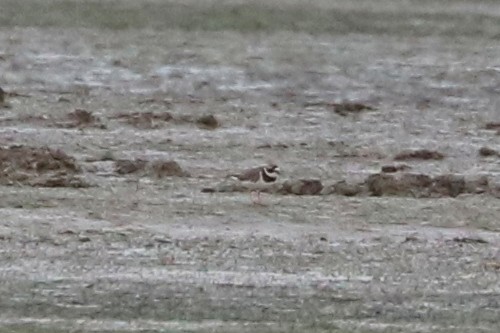 Common Ringed Plover - ML613213253