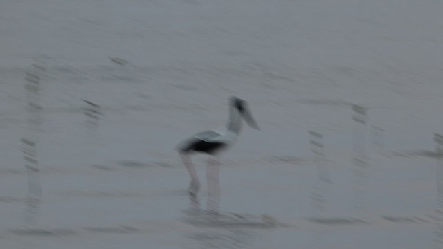 Black-necked Stork - ML613213296
