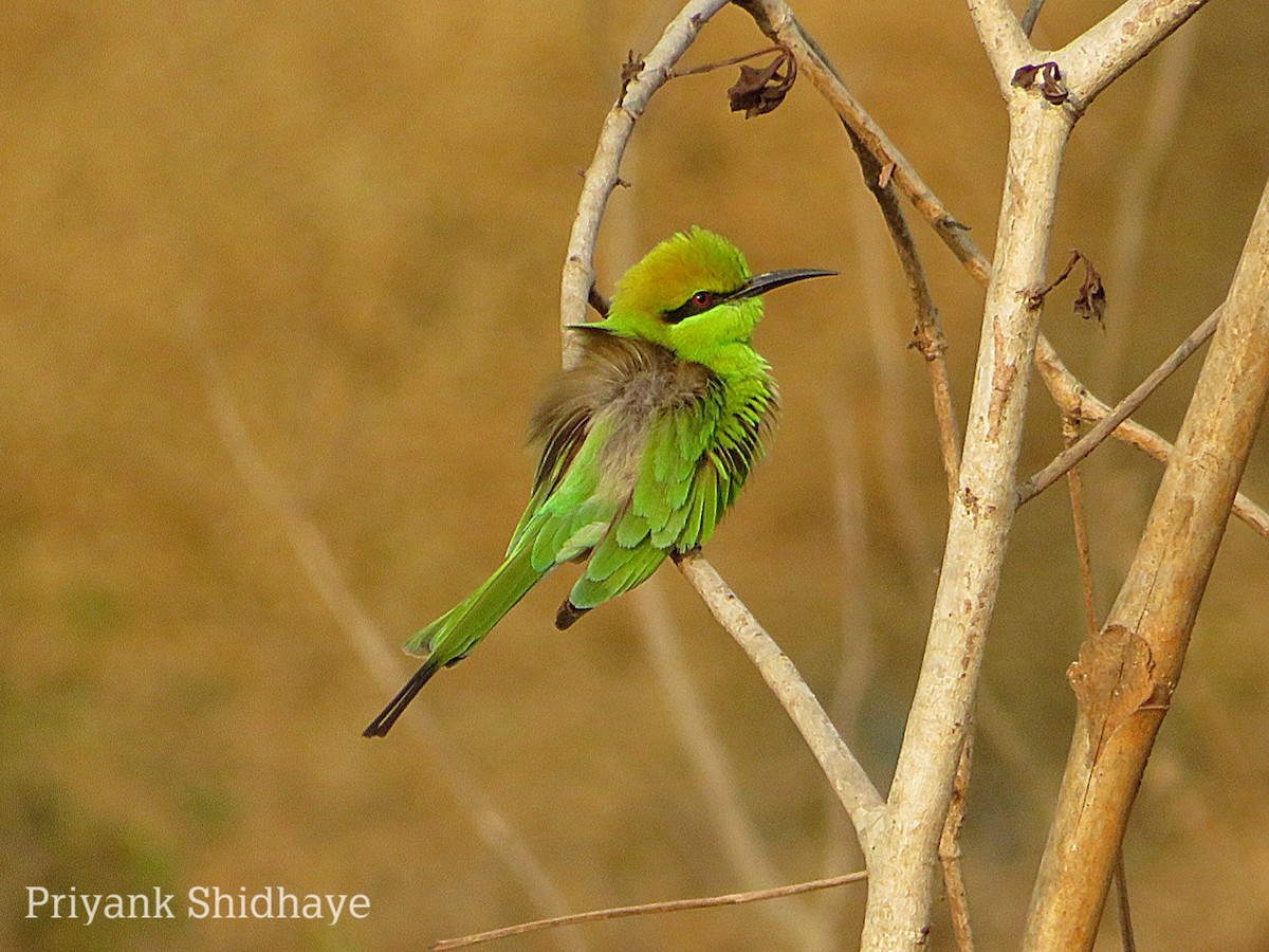 Asian Green Bee-eater - Priyank Shidhaye