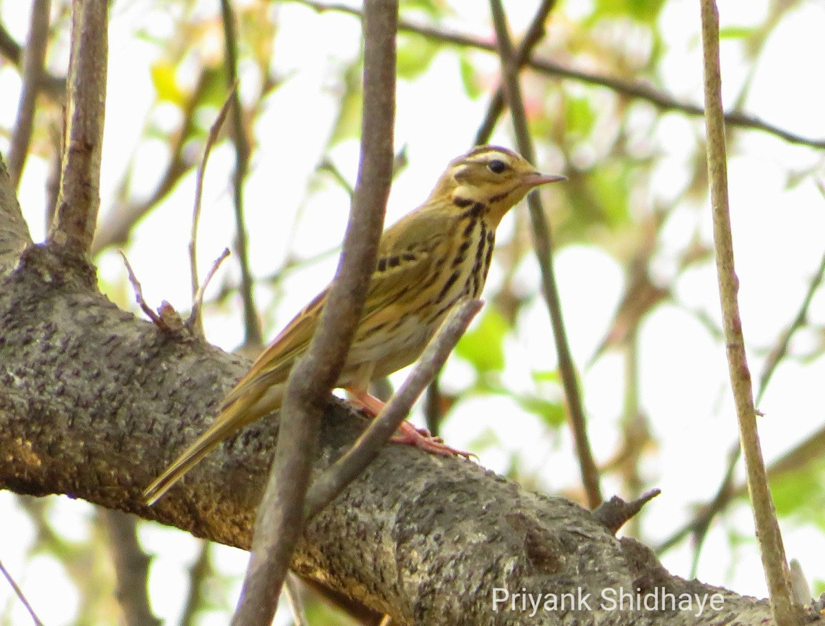 Olive-backed Pipit - ML613213367