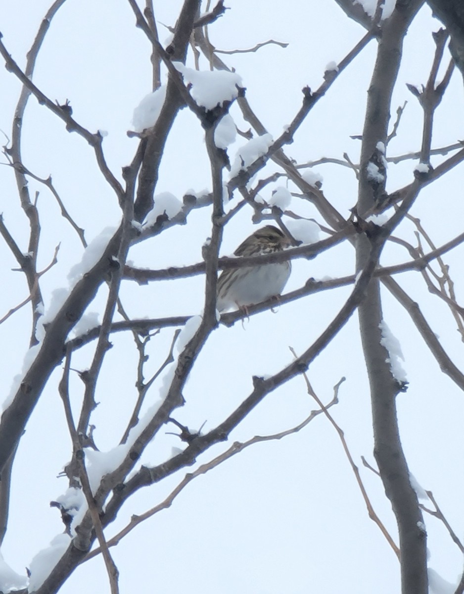 Savannah Sparrow - ML613213859