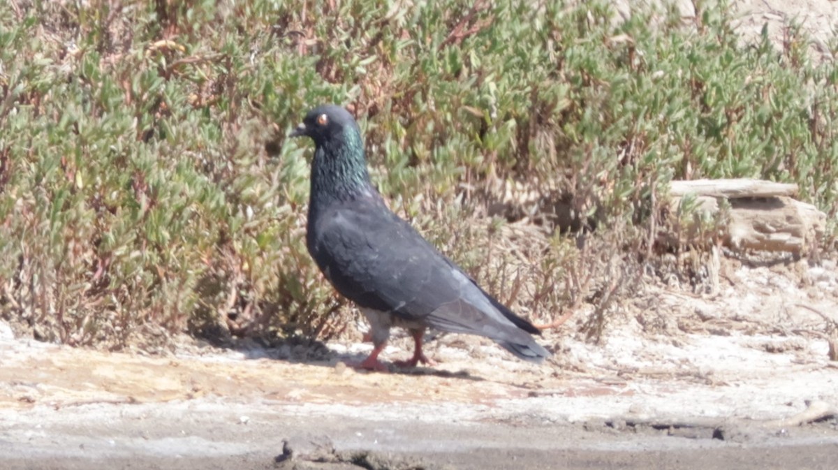 Rock Pigeon (Feral Pigeon) - ML613214372