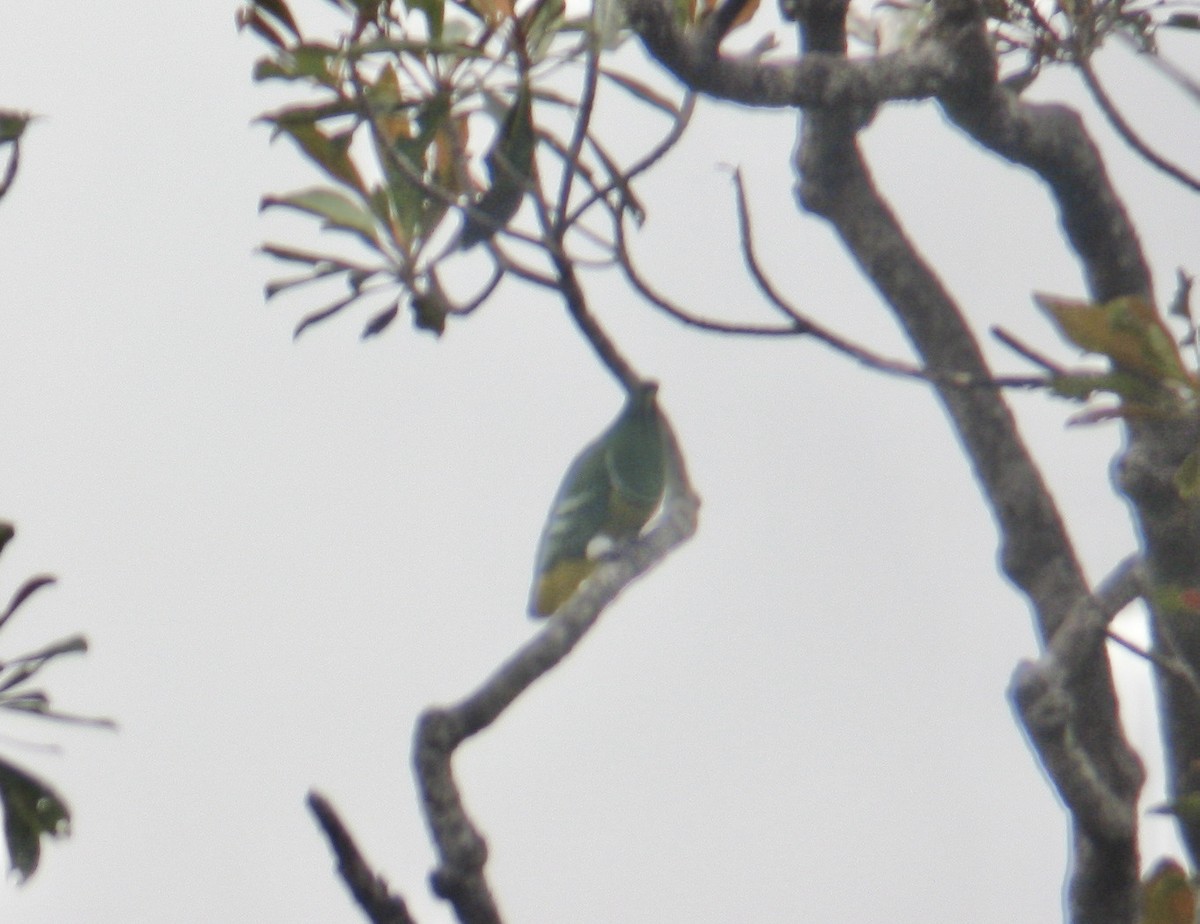 Cloven-feathered Dove - ML613214584