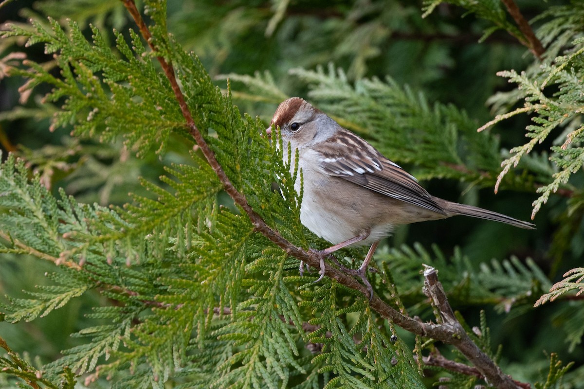 White-crowned Sparrow (Dark-lored) - ML613214586