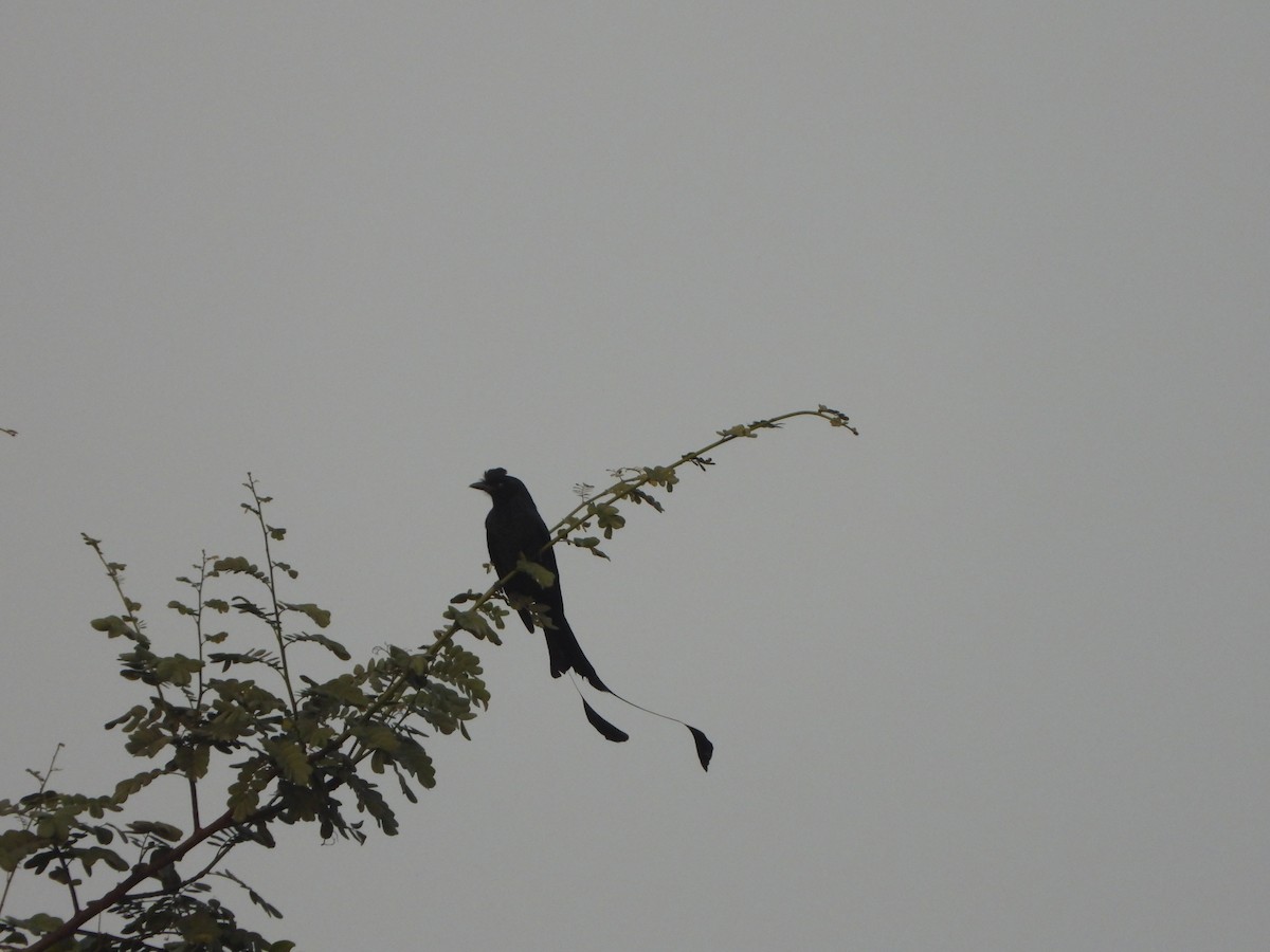 Greater Racket-tailed Drongo - ML613214599