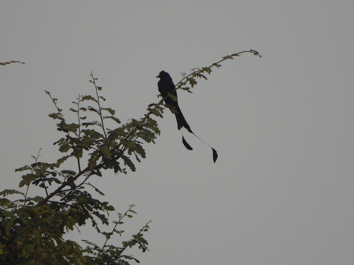 Greater Racket-tailed Drongo - ML613214601