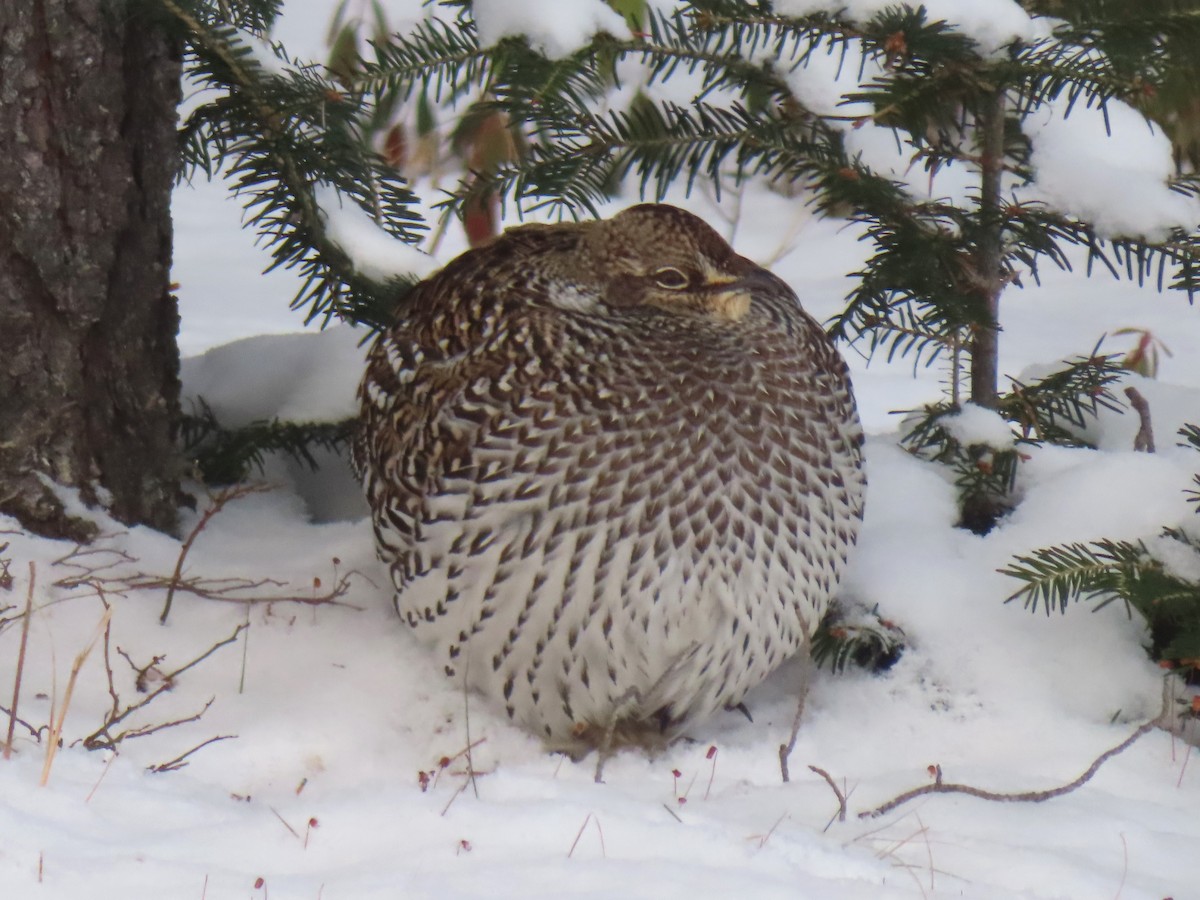 EBird Qu Bec Checklist 6 Jan 2024 Route De La Ferme Amos 3 Species   1200