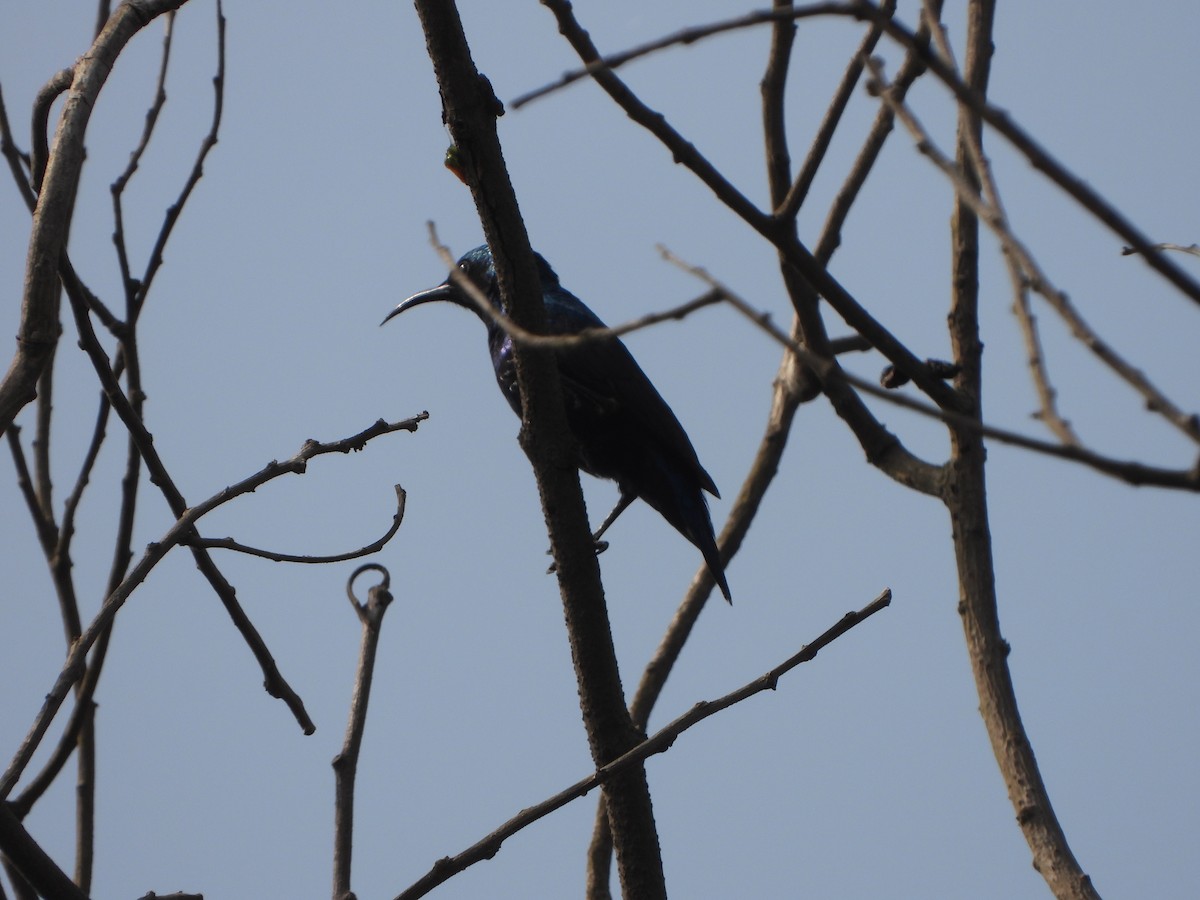 White-throated Kingfisher - ML613214637