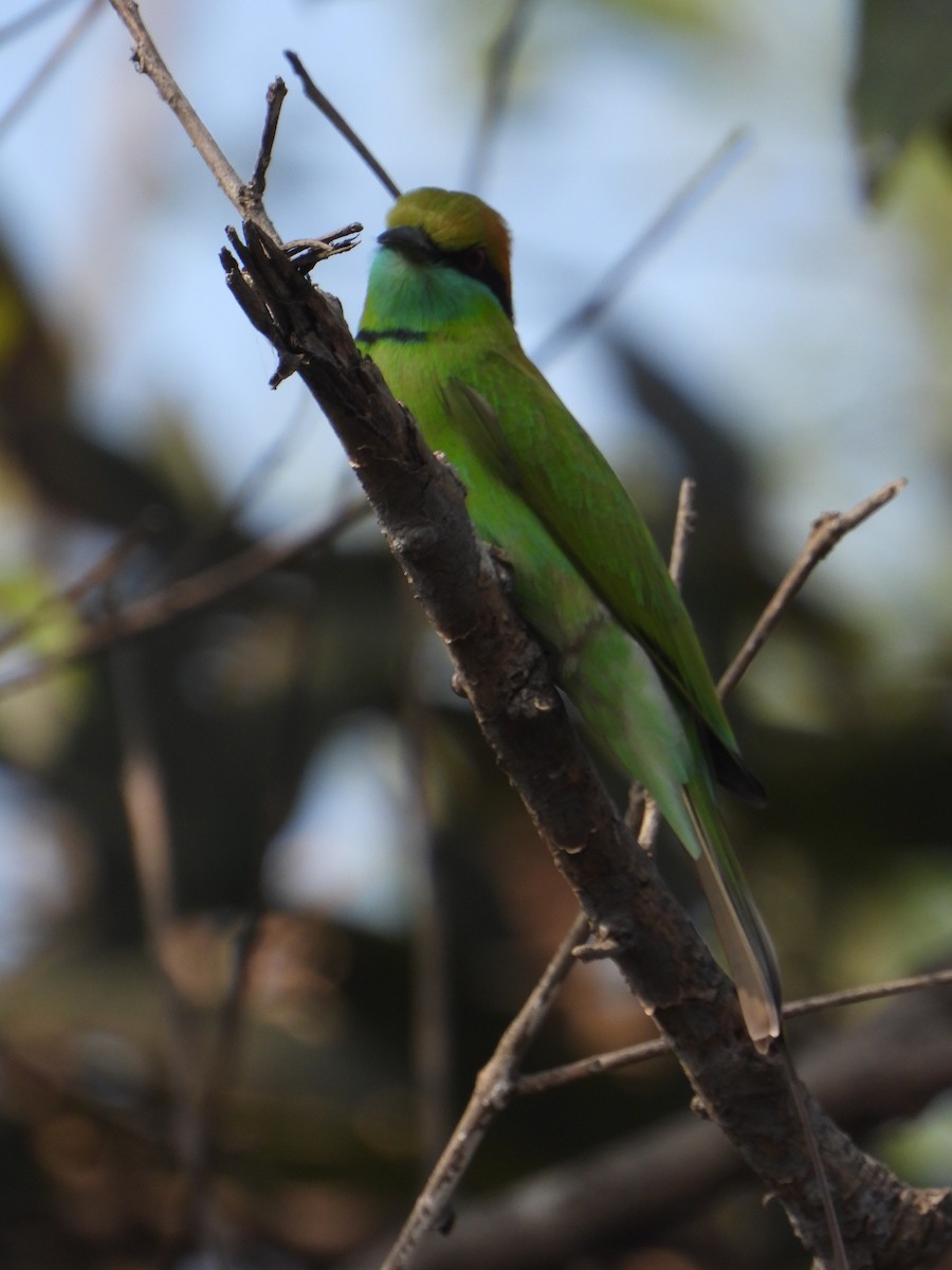 Asian Green Bee-eater - Sarvesh Abhyankar