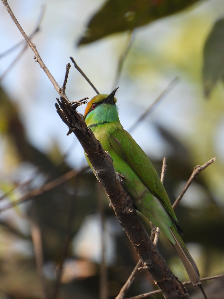 Asian Green Bee-eater - Sarvesh Abhyankar