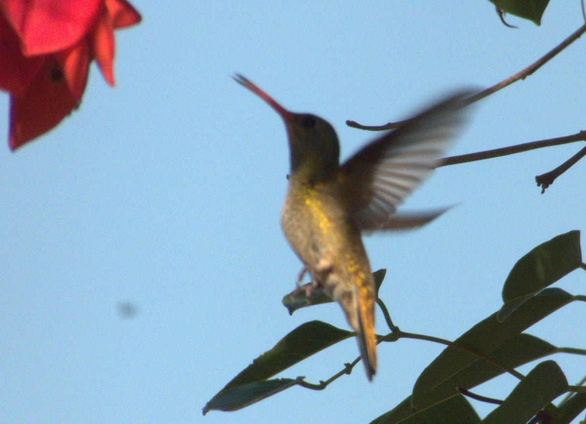 Gilded Hummingbird - Edgardo Oscar Pic