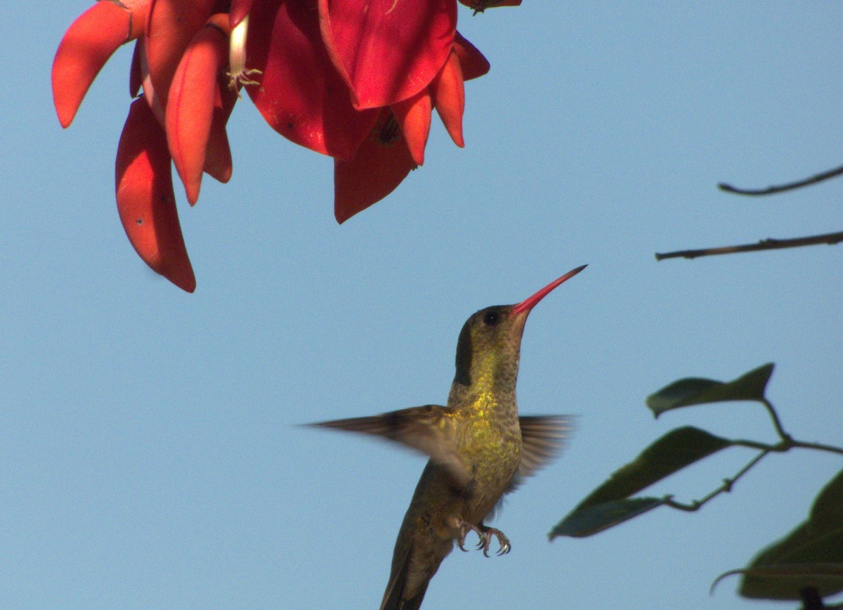 Gilded Hummingbird - Edgardo Oscar Pic