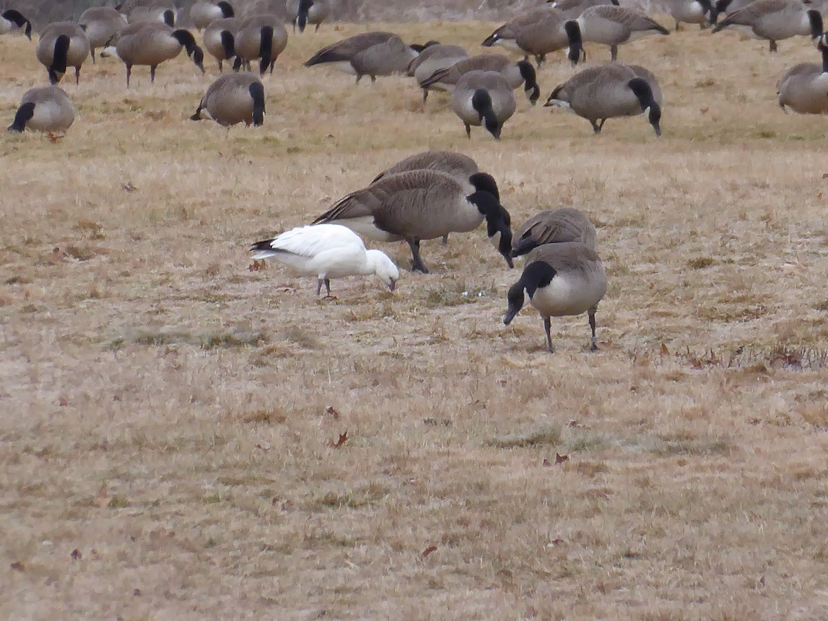 EBird Checklist 6 Jan 2024 Homestead 3 Species 1 Other Taxa   1200