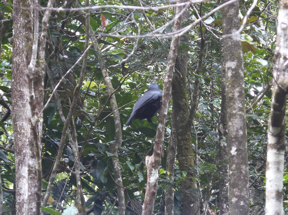 New Caledonian Crow - ML613214775