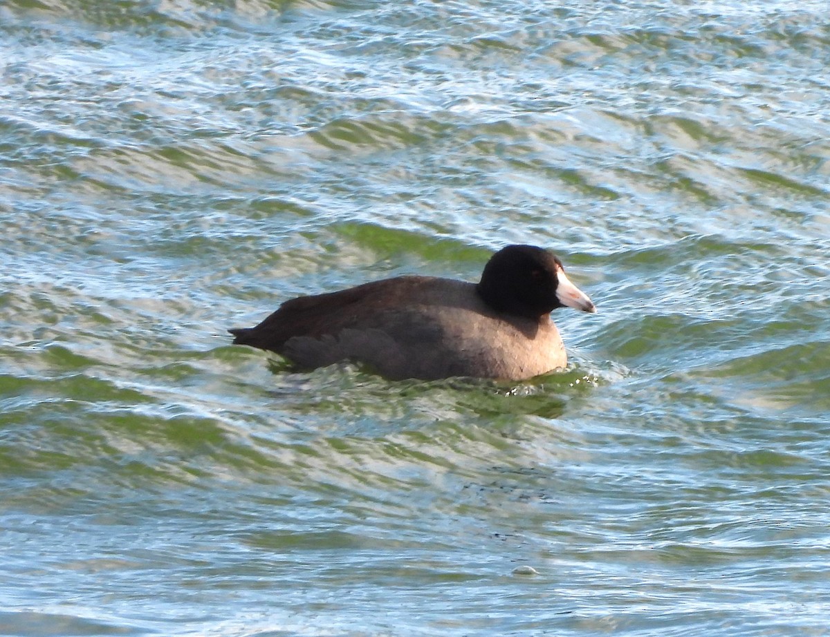American Coot (Red-shielded) - ML613214927