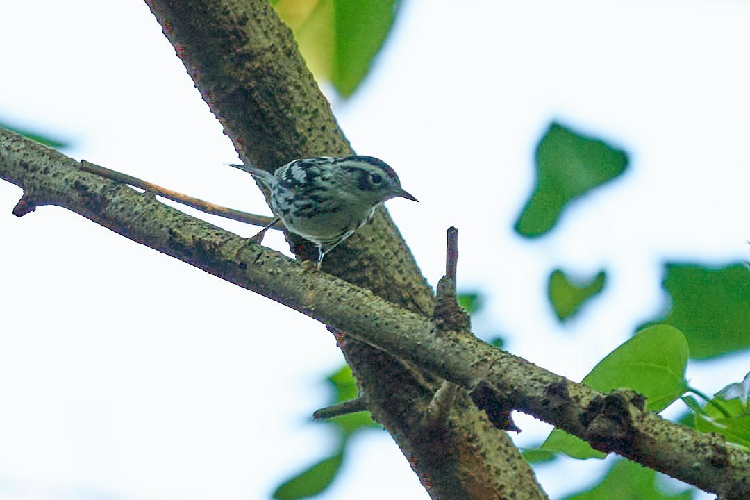 Black-and-white Warbler - ML613215015