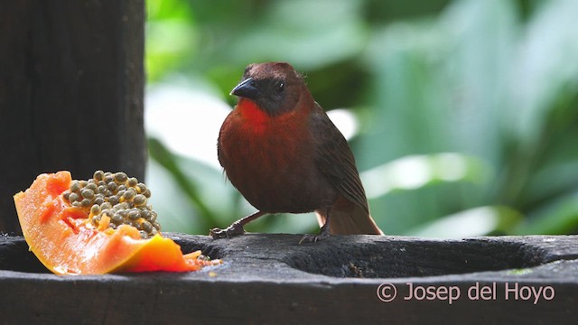 Red-throated Ant-Tanager - ML613215398