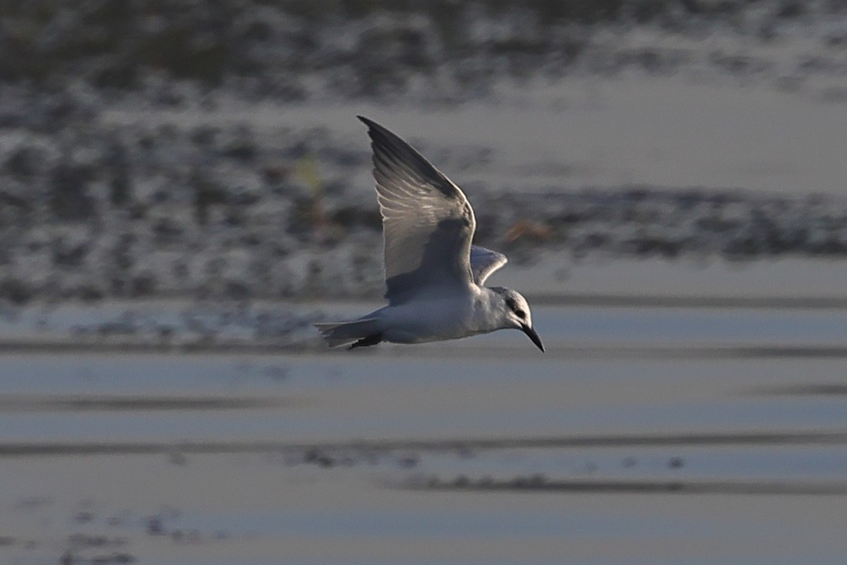 White-winged Tern - ML613215775