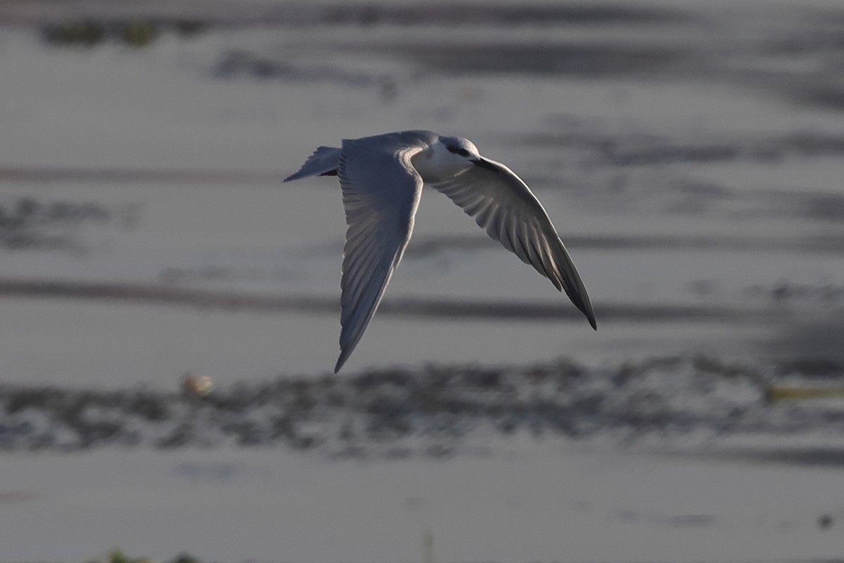 White-winged Tern - ML613215776
