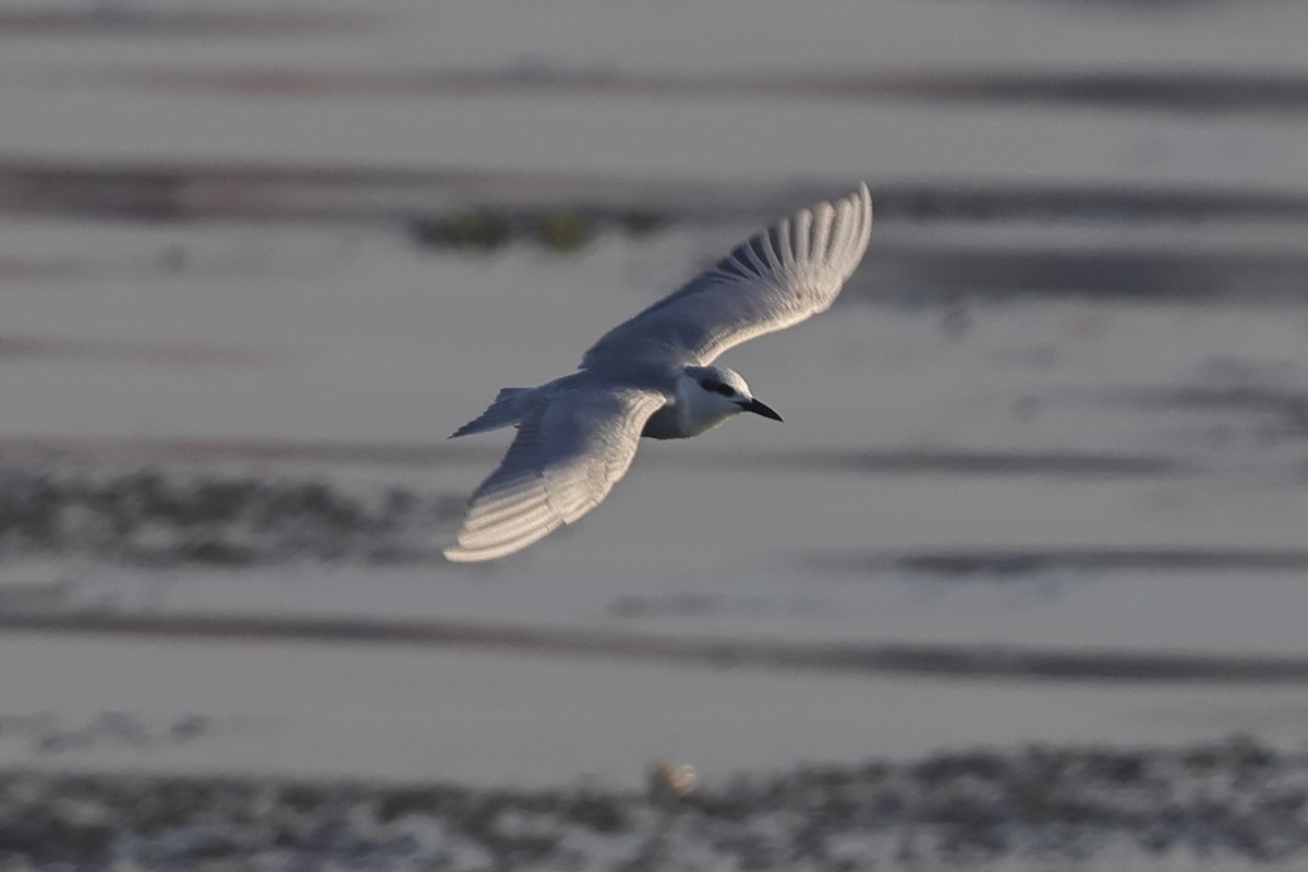 White-winged Tern - ML613215777