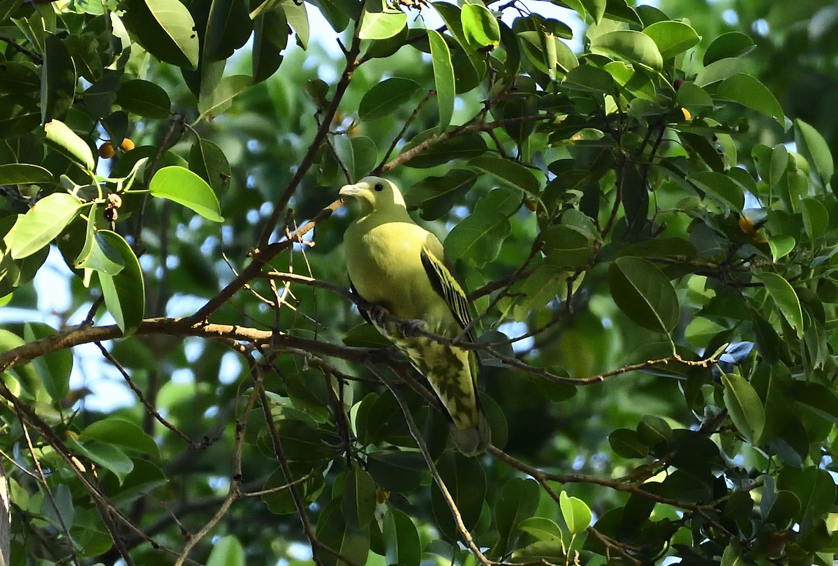 Andaman Green-Pigeon - ML613215820