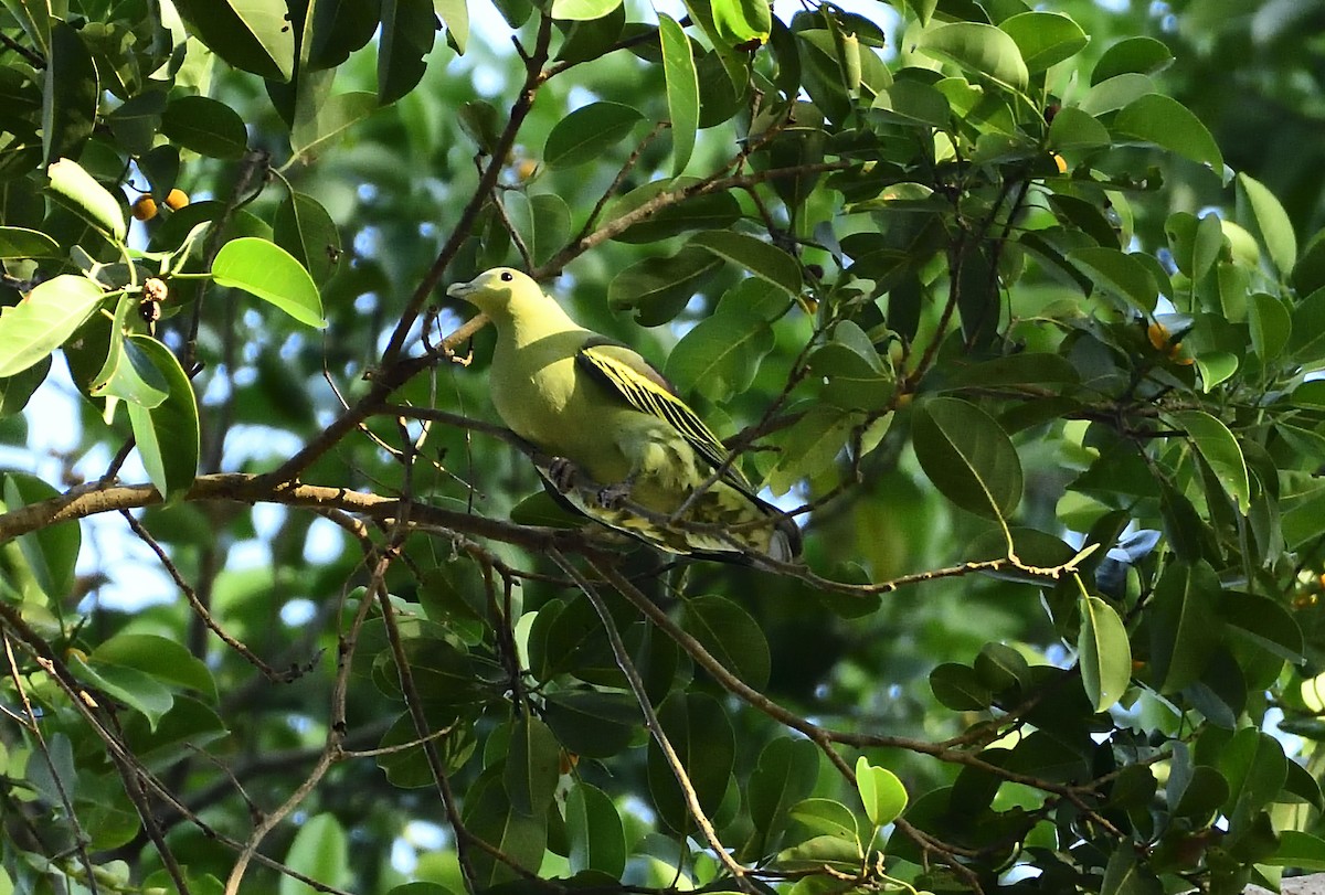 Andaman Green-Pigeon - ML613215821