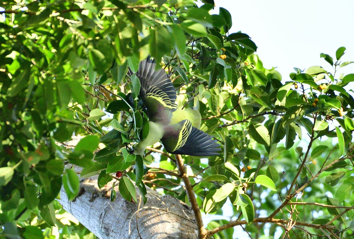 Andaman Green-Pigeon - Angshuman Roychoudhury