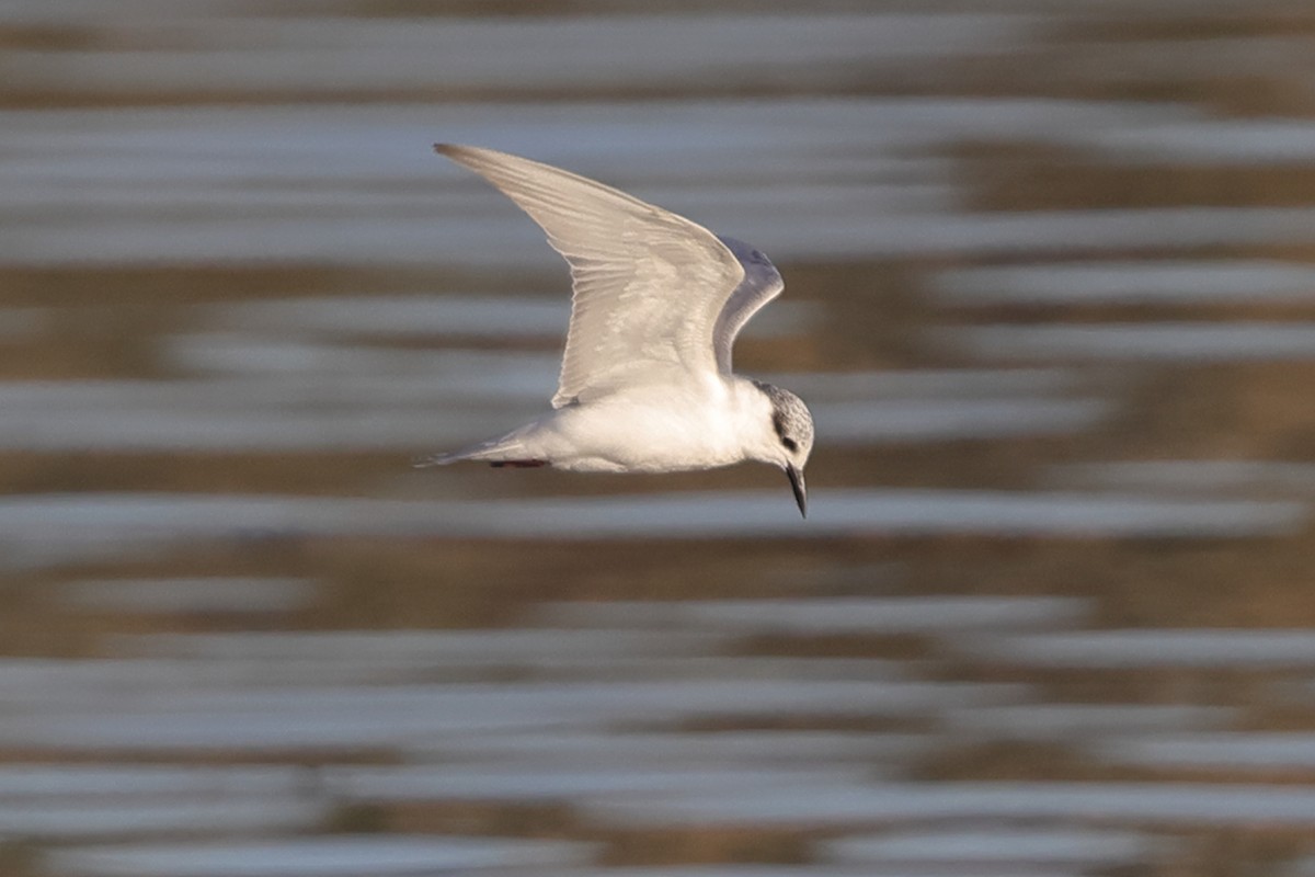 White-winged Tern - ML613215889