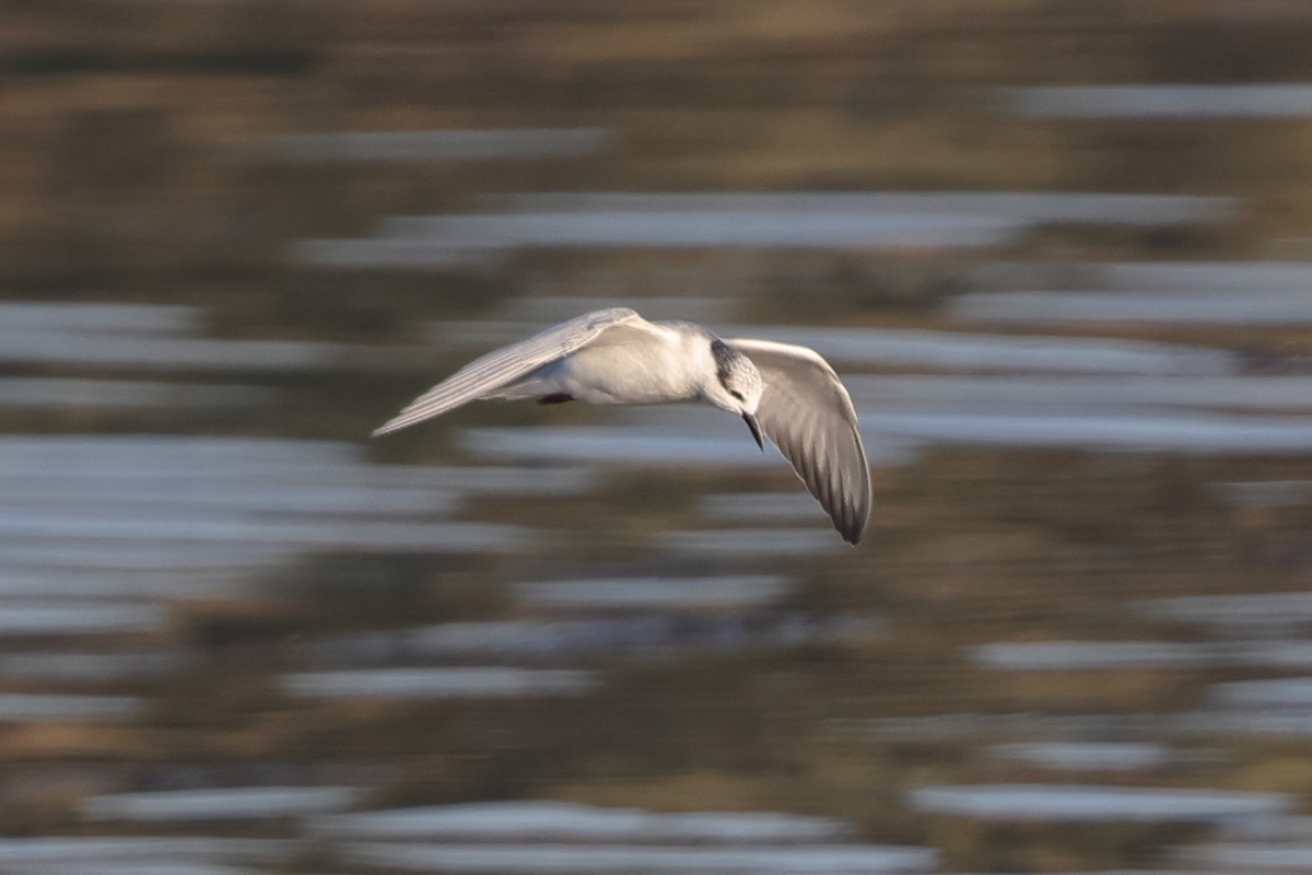White-winged Tern - ML613215899