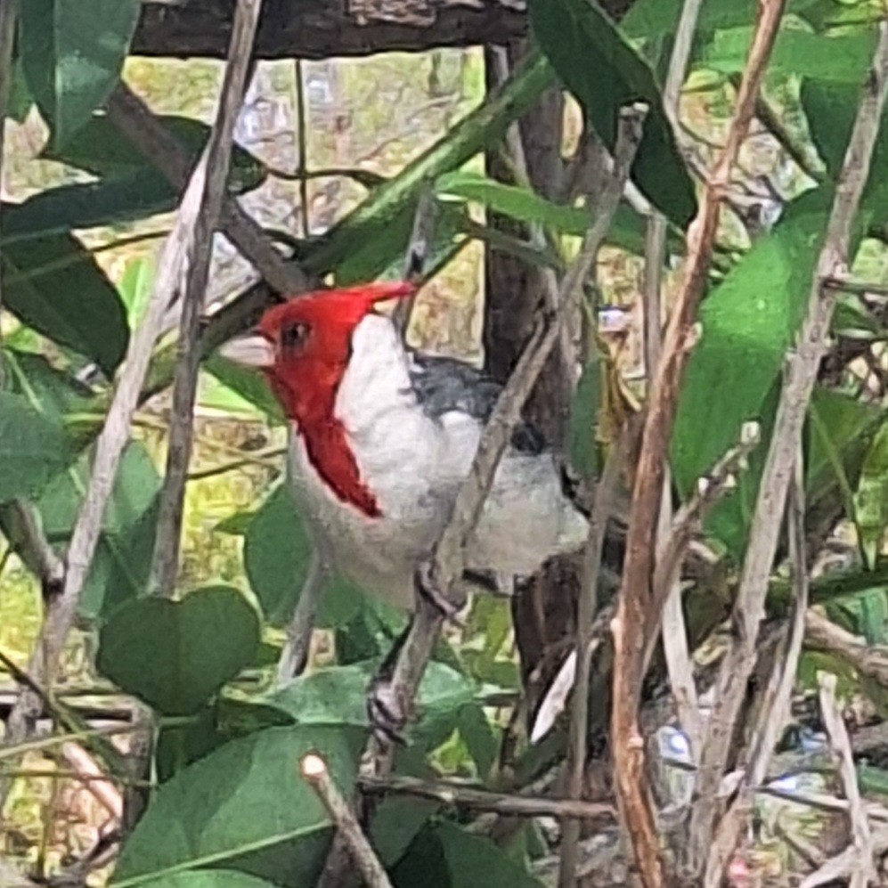 Red-crested Cardinal - ML613215924