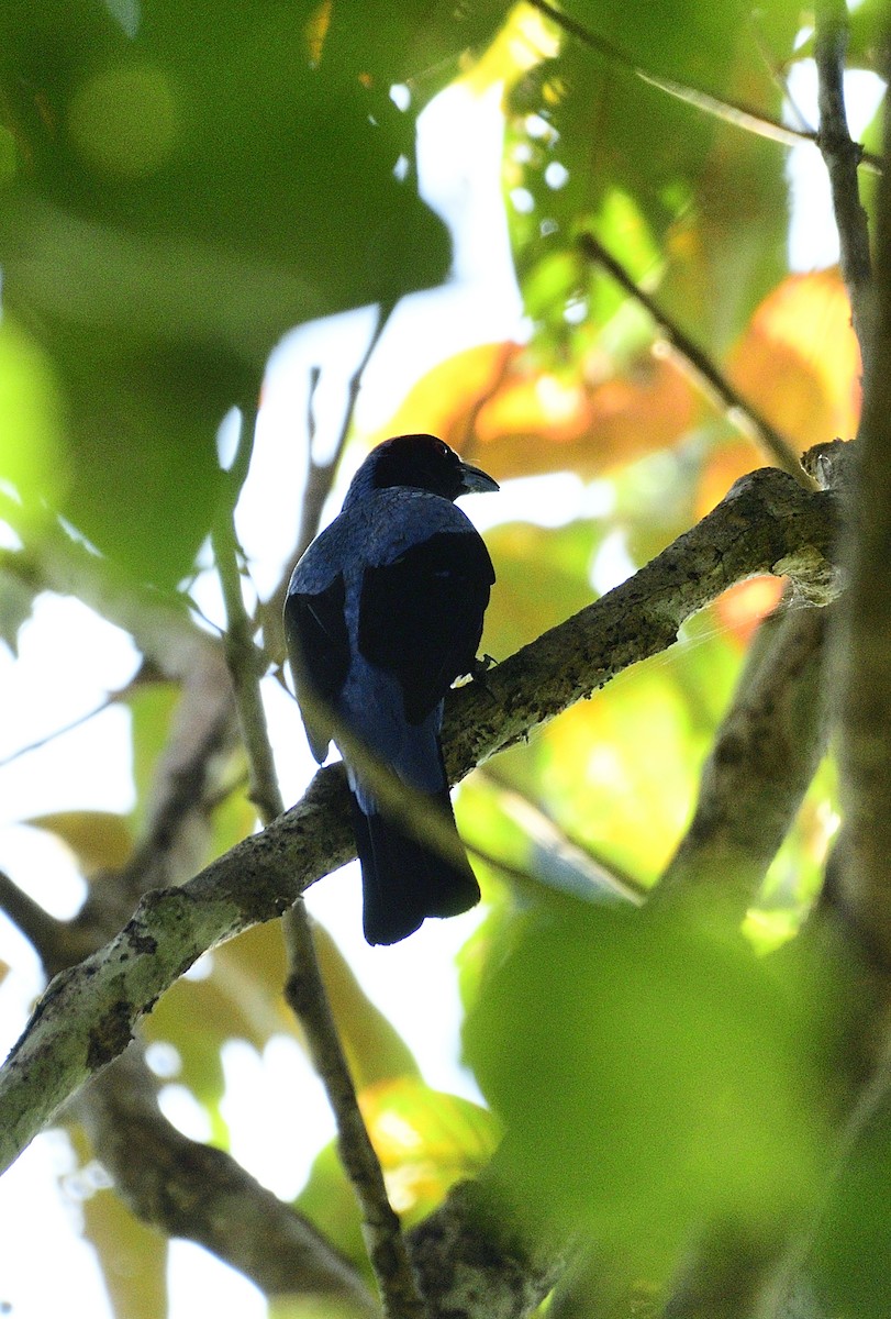 Asian Fairy-bluebird - ML613215934
