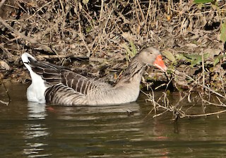 Graylag Goose (Domestic type), ML613216428
