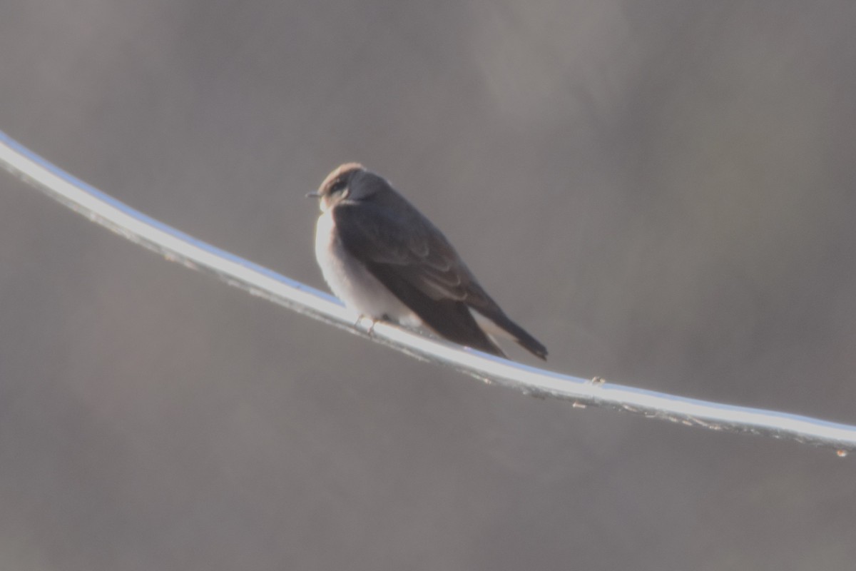 Northern Rough-winged Swallow - ML613216452
