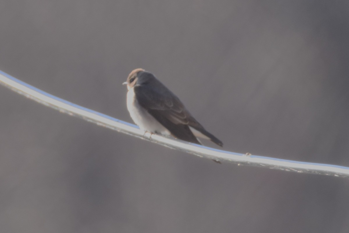 Northern Rough-winged Swallow - ML613216453