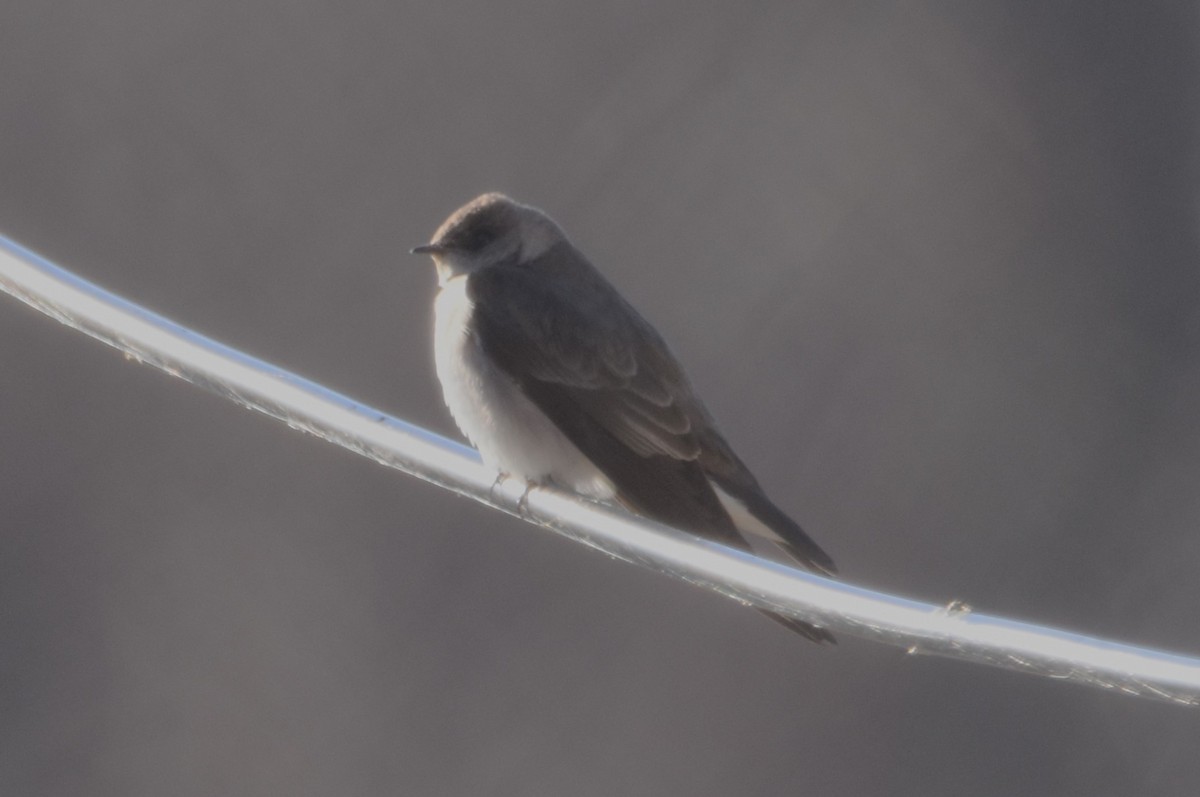 Northern Rough-winged Swallow - ML613216456