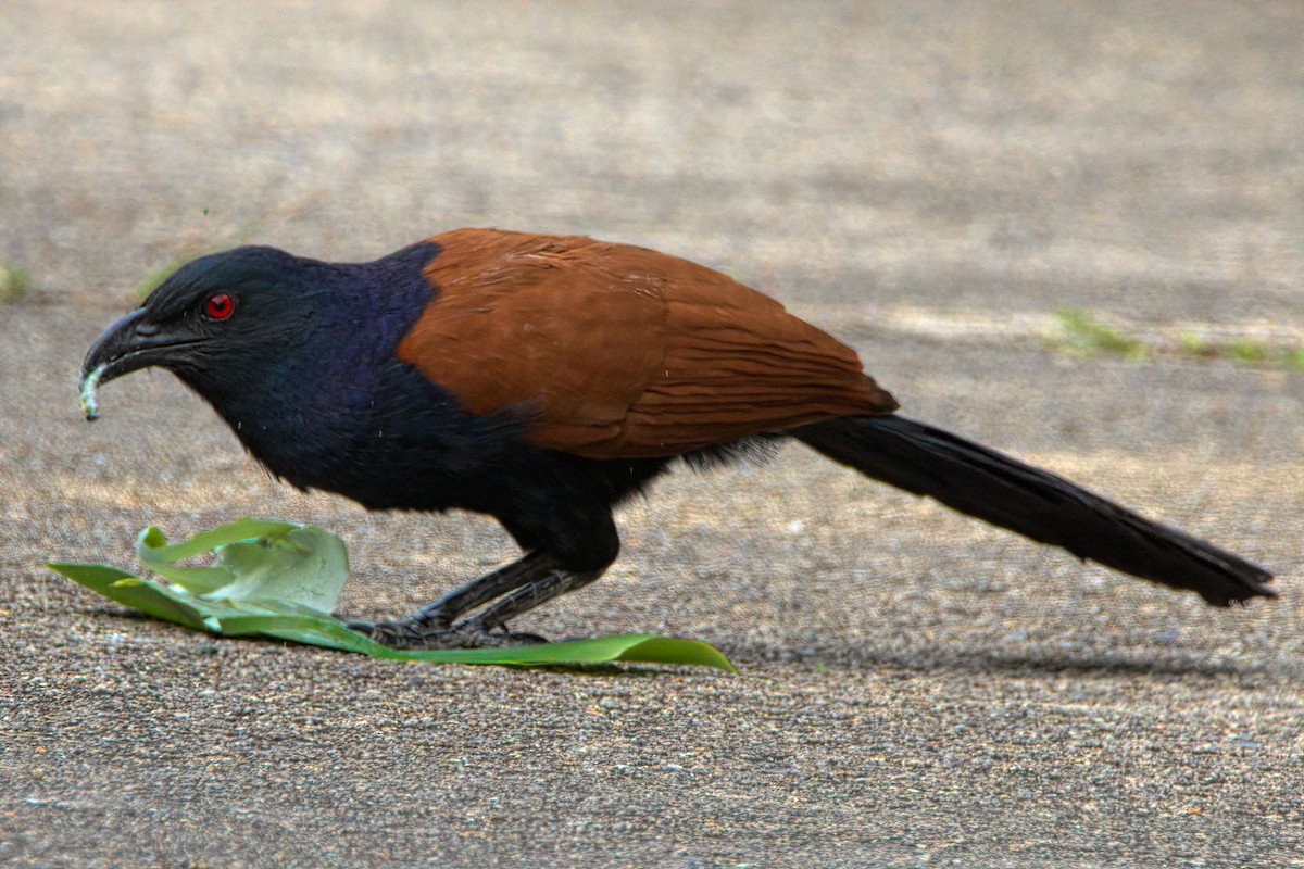 Greater Coucal - ML613216490