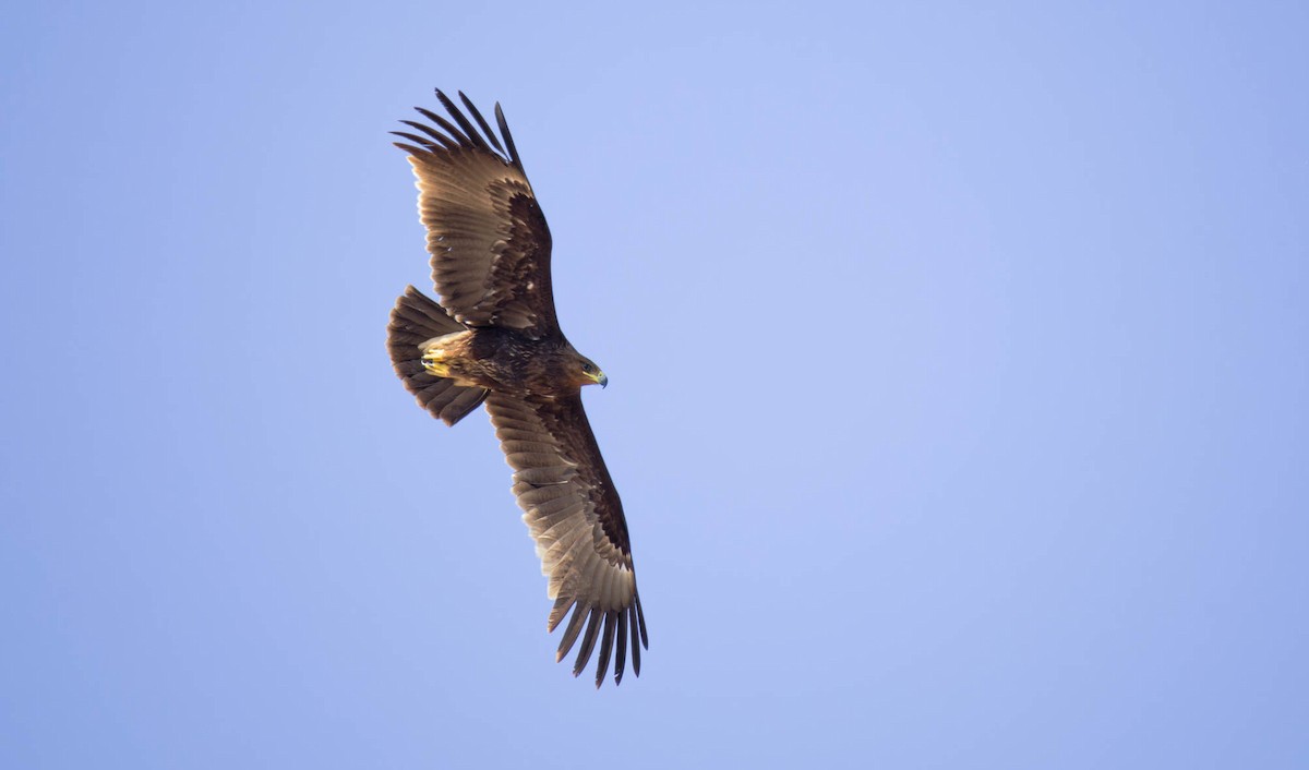 Greater Spotted Eagle - ML613216656