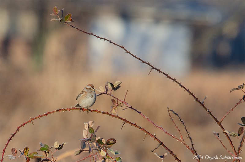American Tree Sparrow - ML613217124