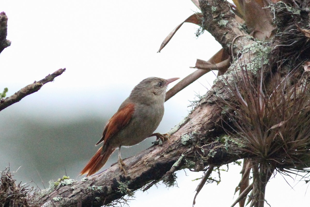 Crested Spinetail - ML613217207