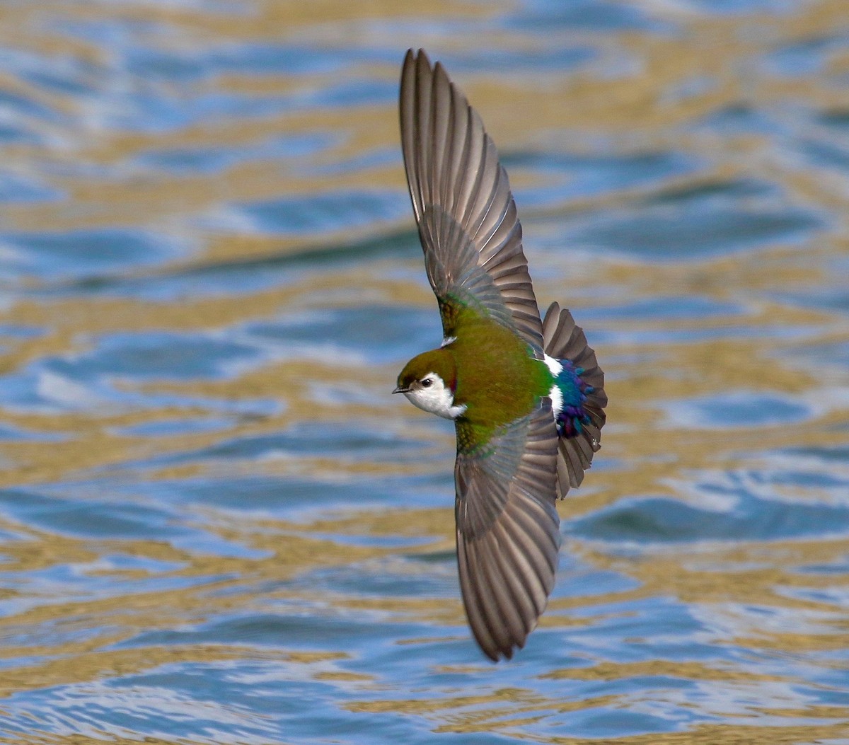 Violet-green Swallow - ML613217504