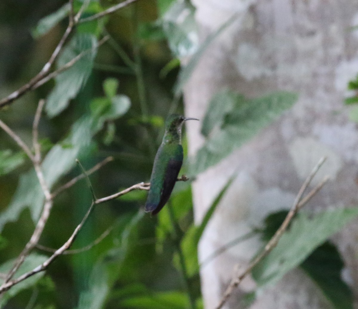 kolibřík šedobřichý - ML613217535