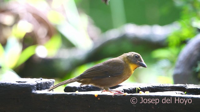 Red-throated Ant-Tanager - ML613217651