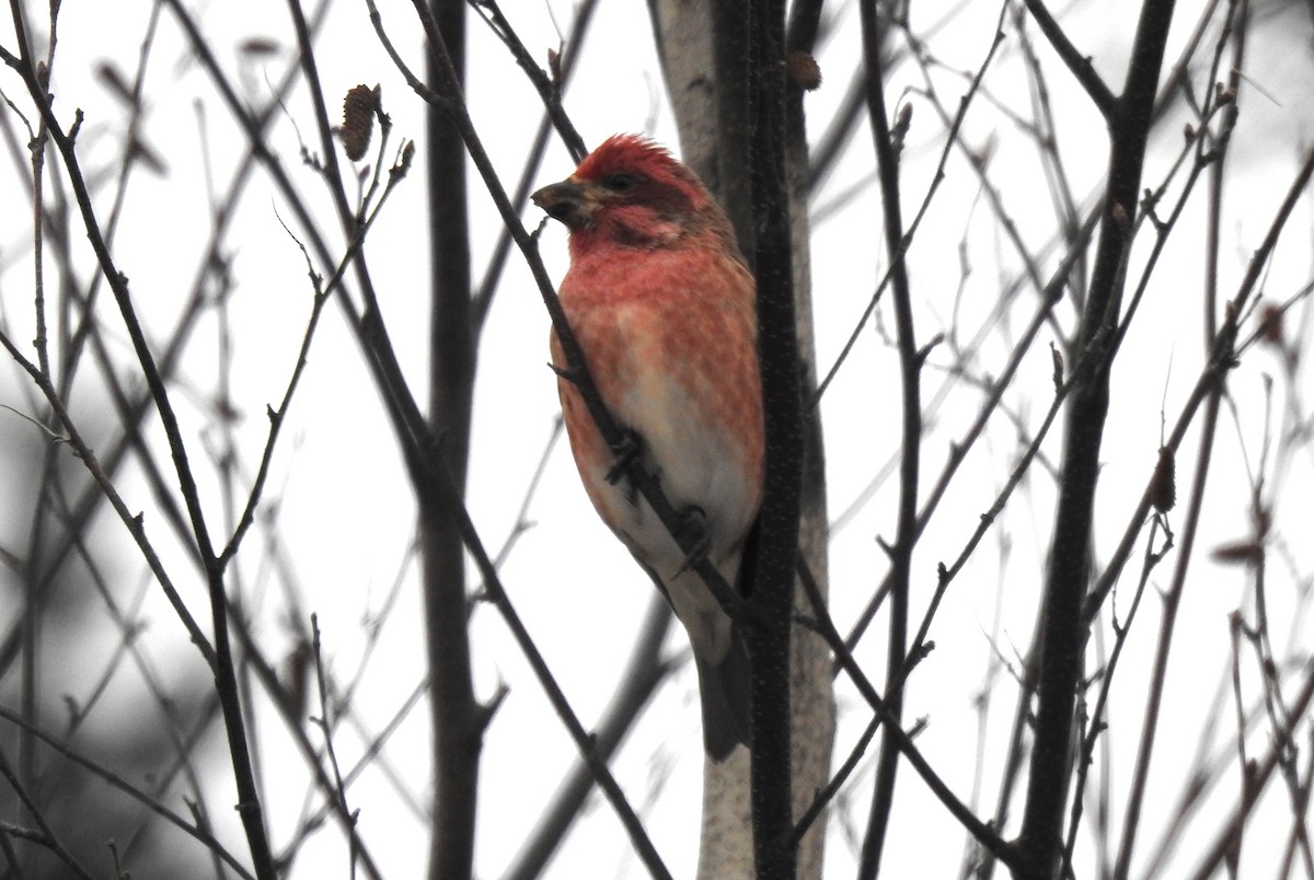 EBird Checklist 7 Jan 2024 Saint Regis Road Milford Maine US 45   1200