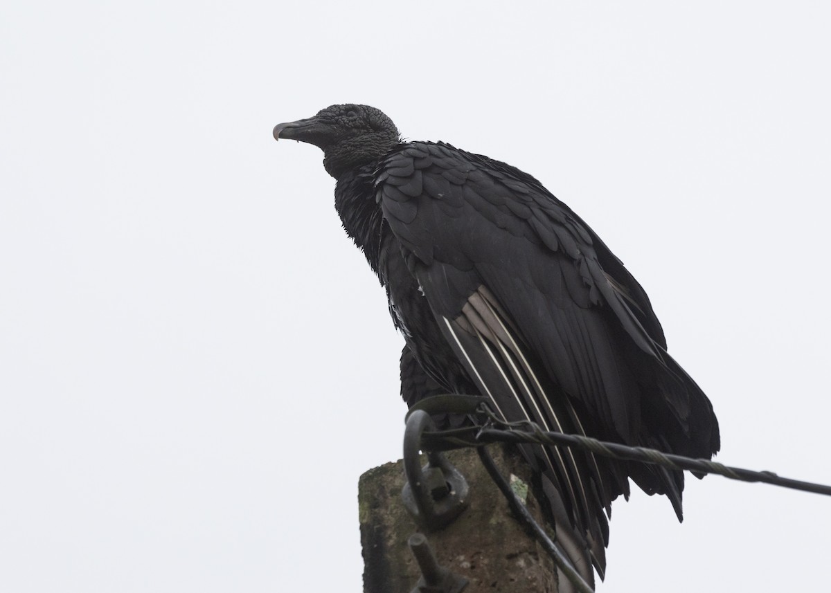 Black Vulture - ML613217765