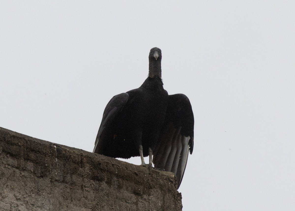 Black Vulture - ML613217766